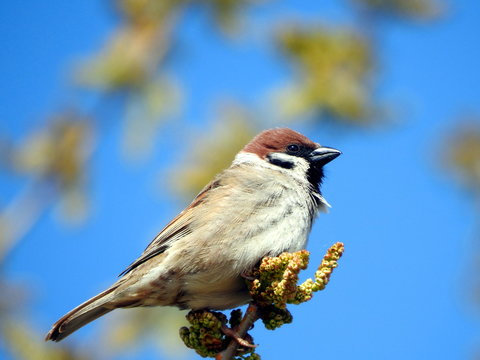 Gorri&oacute;n molinero (Passer montanus)