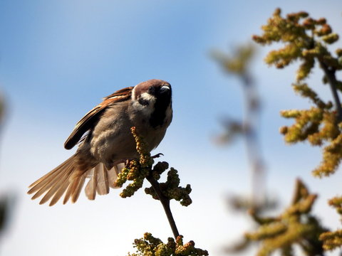 Gorri&oacute;n molinero (Passer montanus)