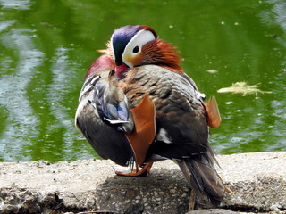 Pato mandarín (Aix galericulata)