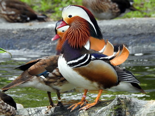 Pato mandarín Aix galericulata