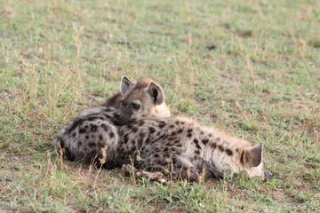 Spotted hyena cubs sleeping against each others, Masai Mara National Park, Kenya.