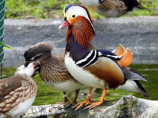 Pato mandarín (Aix galericulata)