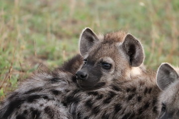 Spotted hyena cubs sleeping against each others, Masai Mara National Park, Kenya.