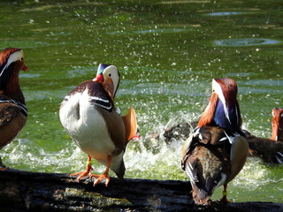 Patos mandarines (Aix galericulata) en época de apareamiento