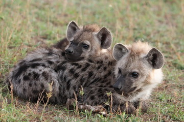 Spotted hyena cubs sleeping against each others, Masai Mara National Park, Kenya.