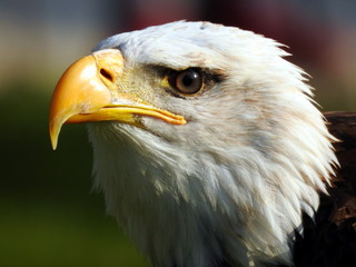 Primer plano de Aguila Calva Americana (Haliaeetus leucocephalus)