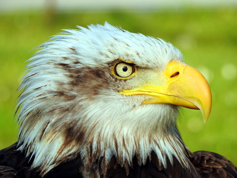 Primer plano de Aguila Calva Americana (Haliaeetus leucocephalus)