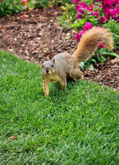 Friendly squirrel walking in the grass
