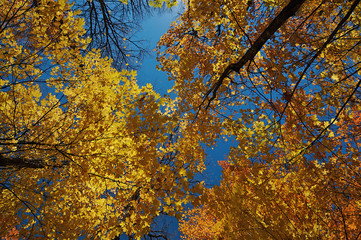 Yellow leaves looking up from the ground