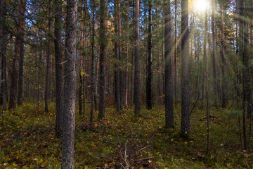 Autumn forest landscape with rays of warm light illuminating the spruce forest.