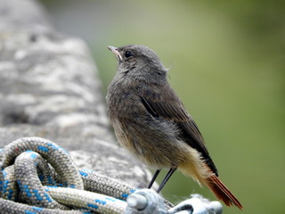 colirrojo tizon joven