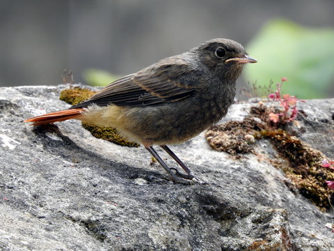 Colirrojo tizon joven