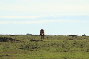 Male lion walking in the african savannah.
