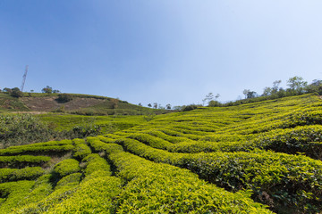 Obraz premium Field of green tea