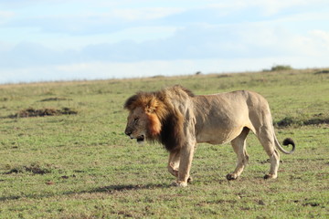 Fototapeta na wymiar Male lion walking in the african savannah.