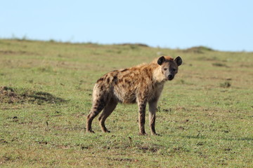 Spotted hyena in the african savannah.