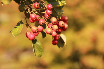AUTUMN BERRIES ON THE TREE