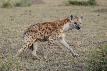 Spotted hyena in the african savannah.