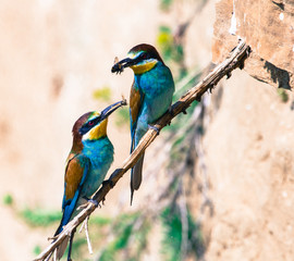 Bee-eater with feed for the offspring
