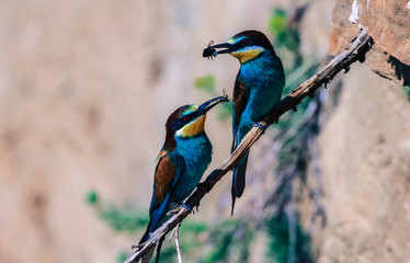 Bee-eater with feed for the offspring