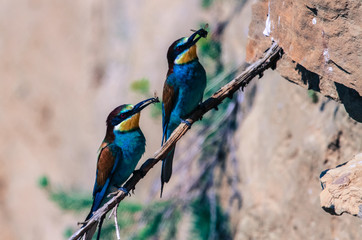 Bee-eater with feed for the offspring