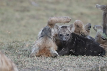 Fototapeta premium Spotted hyena cubs playing in the african savannah.