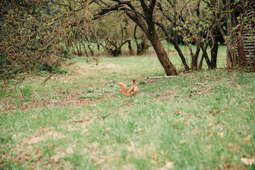 red squirrel running in the garden
