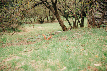 red squirrel running in the garden