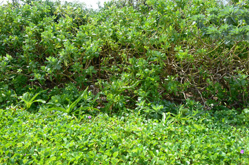 Obraz premium 南国沖縄のクサトベラとグンバイヒルガオ