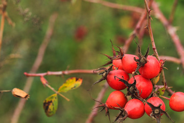 Rosehip berries and flowers, bush in the fall