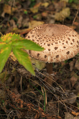 (Macrolepiota procera, Lepiota procera) High fungus. Very tasty and healthy. Edible mushroom....