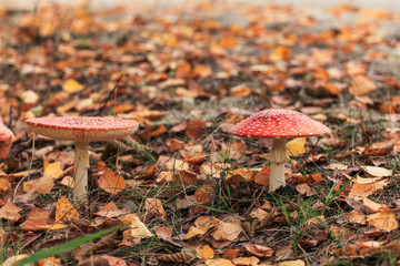 red poison mushroom close up studio shoot