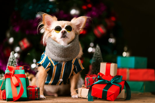 cute chihuahua dog with stylish fasioned glasses smile and joyful with christmas tree decorating and colorful present gift box festive concept