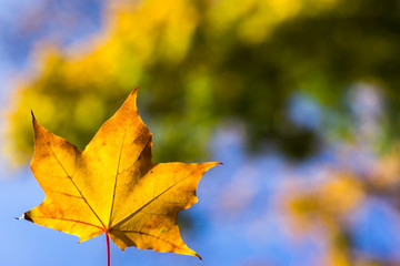 maple leaves on a background of blue sky