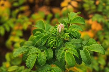 Glaucous dog rose, Rosa dumalis