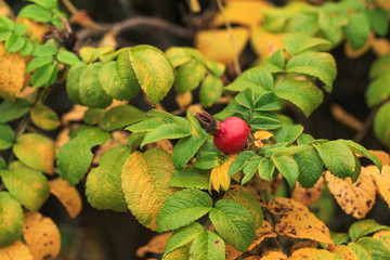 Glaucous dog rose, Rosa dumalis