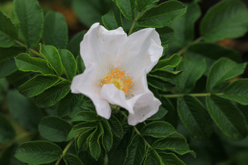 Glaucous dog rose, Rosa dumalis