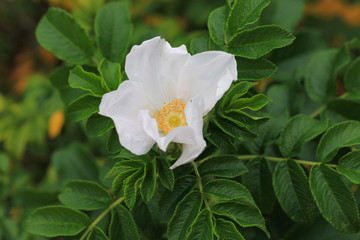 Glaucous dog rose, Rosa dumalis