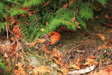 red poison mushroom close up studio shoot