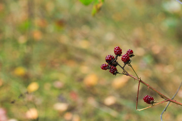 colorful dried blackberry in the autumn forest
