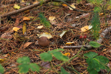 Poisonous mushroom growing in the forest. Inedible mushrooms growing in Central Europe. Autumn season.