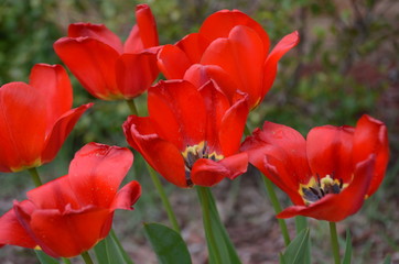 Obraz premium poppies in the garden