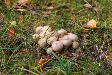 red poison mushroom close up studio shoot