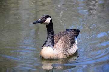 canada goose canadensis