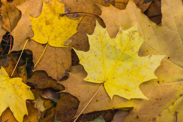 yellow maple leaves in autumn background