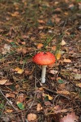 red poison mushroom close up studio shoot