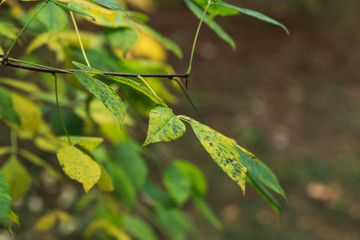 Foliage of a bush in beautiful yellow, orange and red autumn colors. Autumn leaves photographed in Helsinki, Finland.