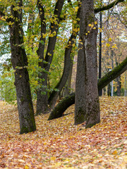 landscape with colorful trees in the park