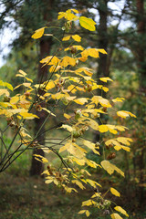 Foliage of a bush in beautiful yellow, orange and red autumn colors. Autumn leaves photographed in Helsinki, Finland.