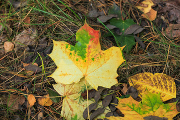 Foliage of a bush in beautiful yellow, orange and red autumn colors. Autumn leaves photography